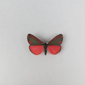 Moth (pink)