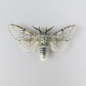Moth (white)