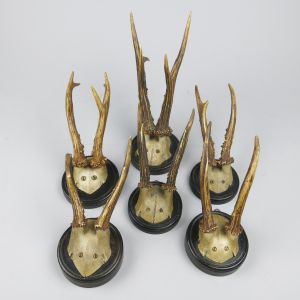 Roe deer antlers, round shield (no.1)