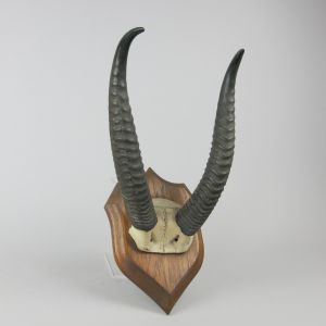 Gerenuk horns 1