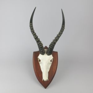 Blesbok horns 1