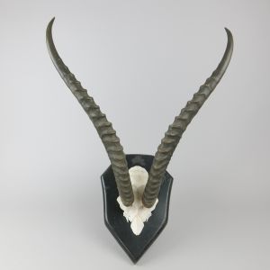 Grant’s Gazelle horns 2