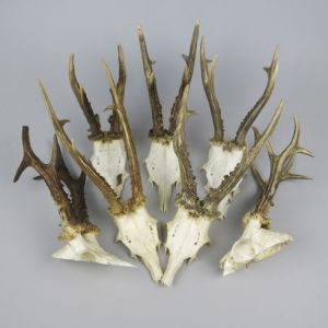 Roe antlers (no shields)