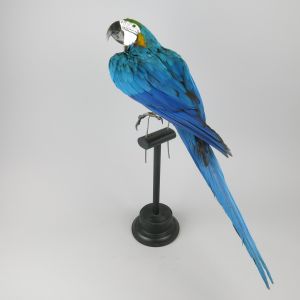 Blue & Gold Macaw 3