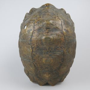 Leopard Tortoise shell