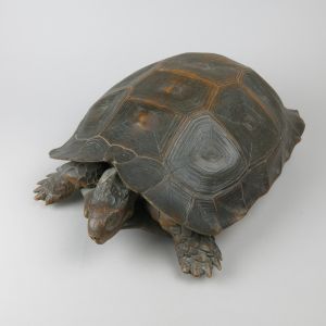 Antique Tortoise 3