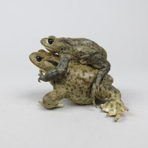 Common Toads mating 2