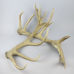 Shed antlers 1
