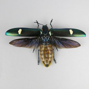 Megaloxantha bicolor (open wings)