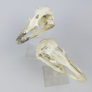 Ostrich skulls