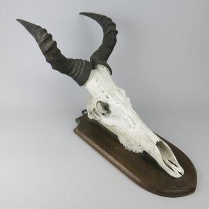 Hartebeest skull & horns