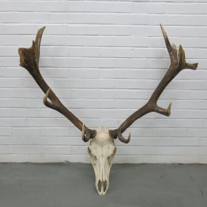 Stag Antlers (G)