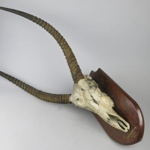 Waterbuck horns on shield 1