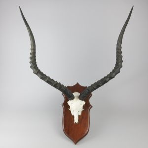Impala horns 3