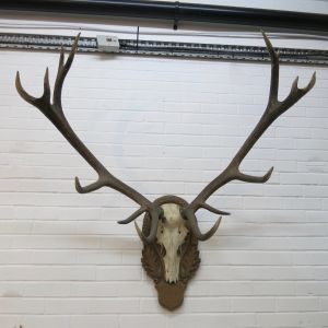 Stag Antlers (E)