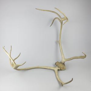 Elk / Caribou antlers (large)