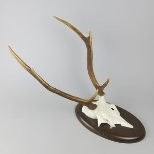 Deer antlers, oval shield