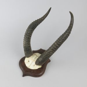 Gerenuk horns 2