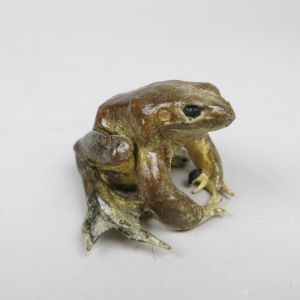 Common Toad 4