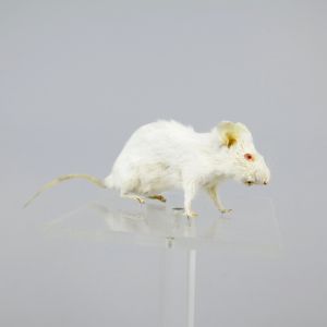 Albino Mouse 1