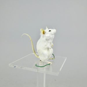 White mouse 3