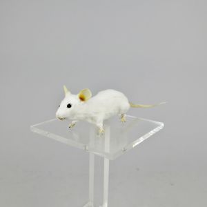White mouse 6