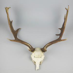 Antlers (no.6)