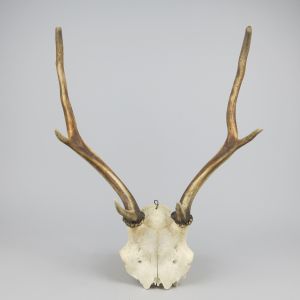Antlers (no.12)