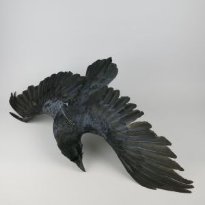 Raven 2, in flight