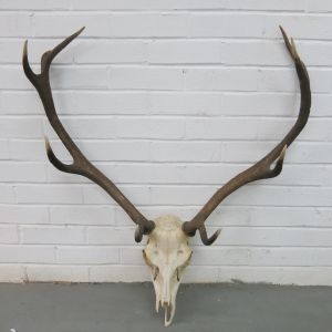 Antlers (no.5)