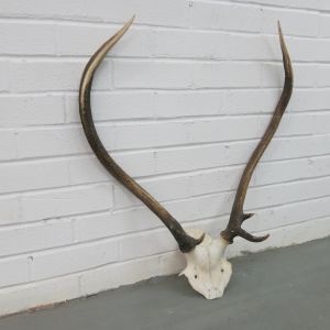 Antlers (no.16)