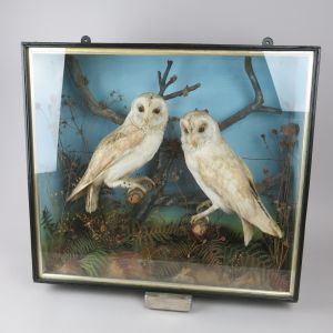 Cased pair Barn Owls