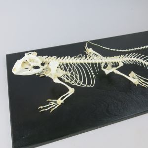 Iguana skeleton