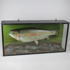 Cased Trout