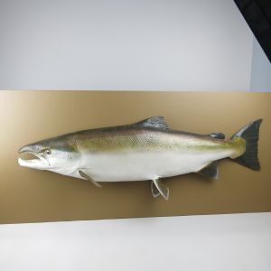 Salmon 3