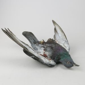Feral Pigeon 6