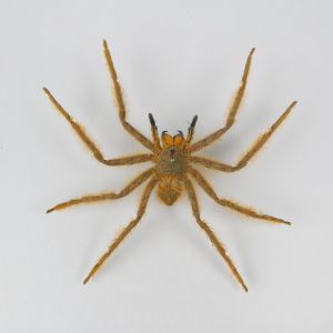 Spider (orange)
