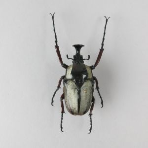 Beetle (black/grey)
