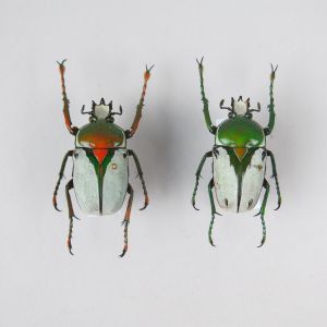 Beetles ref 21