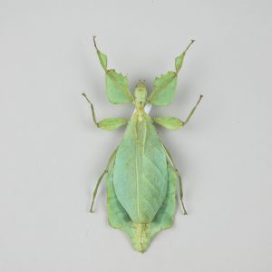 Leaf Insect 2 (smaller variant)
