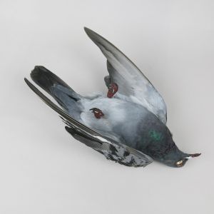 Feral Pigeon 5