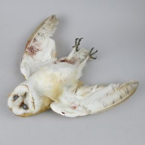 Barn Owl, as 'dead' 2