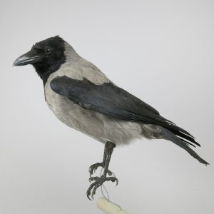 Hooded Crow 1