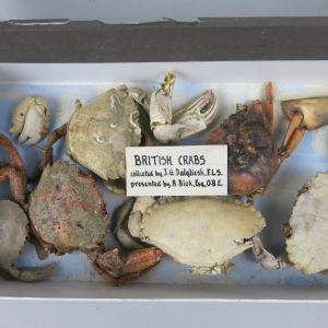 British Crabs