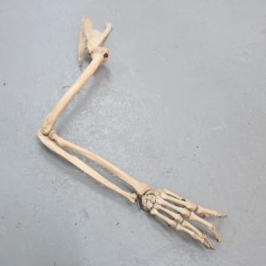 Human skeletal arm with hand