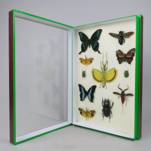 Mixed case of tropical butterflies/insects