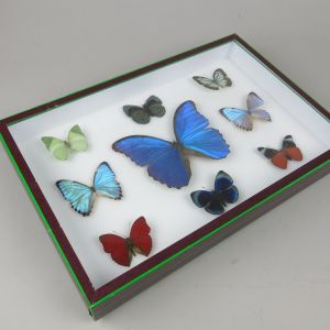 Mixed butterfly case