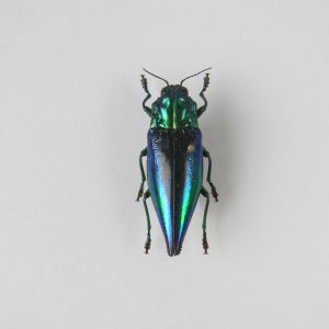 Beetle ref 18