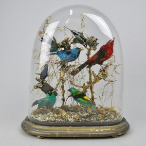 Glass Dome of tropical birds 3