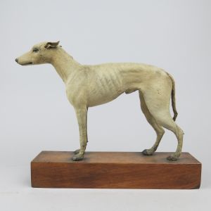 Miniature greyhound